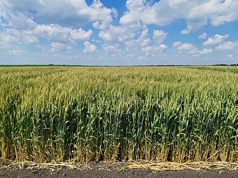В Московской области с 2021 года начали выращивать новый хлебопекарный сорт пшеницы высокого качества