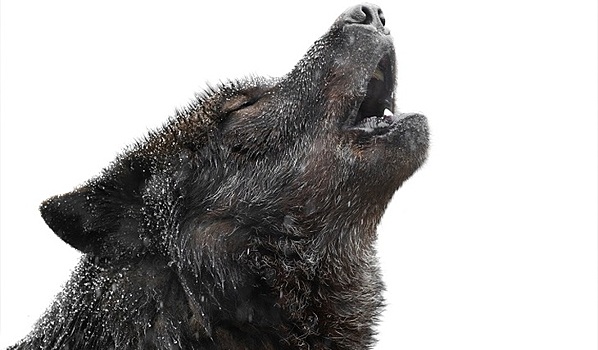 Тамбовский волк больше не товарищ