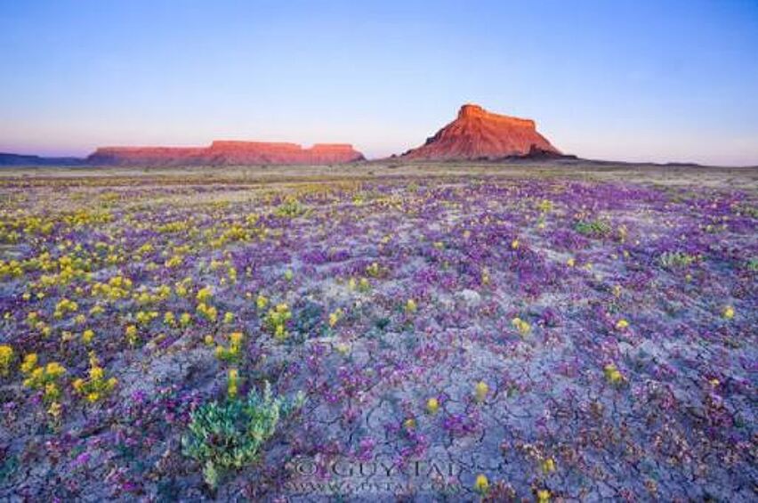 Территория пустыни делится на три части: горная (верхняя часть), каменистые предгорья (средняя часть) и песчаная долина (нижняя часть). Внизу цветут вербены и ароматные лилии, вечерняя примула и другие цветы.  