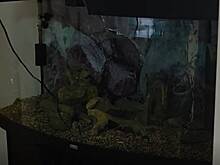 Приезжий разбил аквариум в Музее Гоголя в центре Москвы