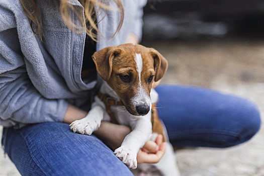 Бездомные собаки за месяц загрызли 7 животных в красноярском национальном парке