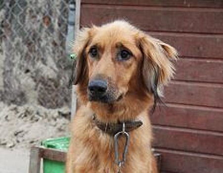 Собак бесплатно привьют от бешенства в Нижнем Новгороде