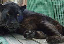 Большереченский зоопарк в Омской области приобрел черного леопарда за 300 тысяч