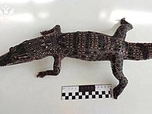 Россиянка привезла из отпуска чучело крокодила и нарвалась на штраф