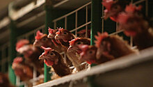 Птичий грипп нашли на одной из фабрик «Евродона»