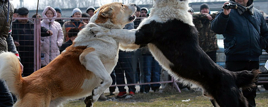 В Кабардино-Балкарии воруют домашних псов для собачьих боев