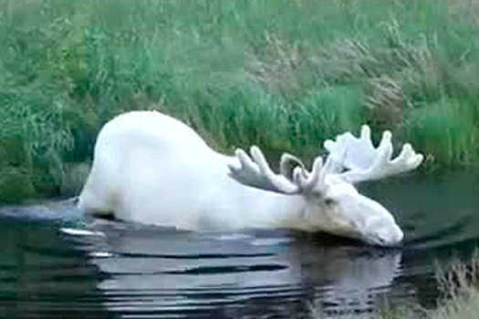 В Швеции сняли на видео белого лося