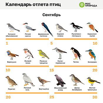 Ласточки, зяблики и скворцы: какие птицы улетают в теплые края