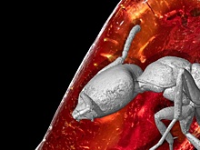 Муравья возрастом 40 миллионов лет нашли в личной коллекции Гёте