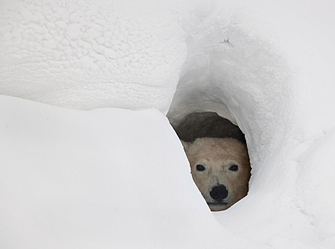В России спасли белого медвежонка, отбившегося от семьи