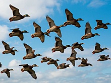 Нижегородский орнитолог объяснил как птицы адаптируются к городской среде