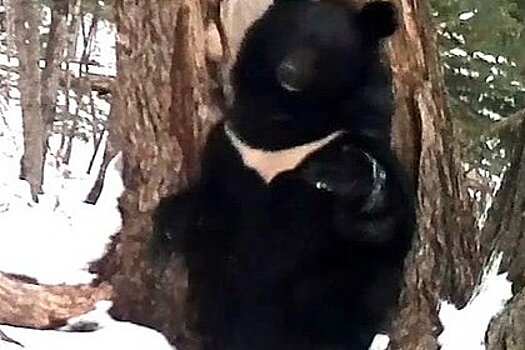 Первый «весенний танец» проснувшегося медведя в Приморье сняли на видео