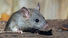 Крысиный гепатит Е был найден у домашних кошек и собак
