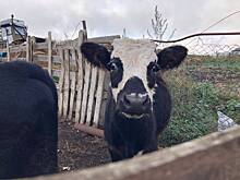 Привлечь молодежь жить вне городов решили «сельским вайбом»