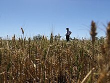 ЕС допустил пересмотр торговой либерализации с Украиной из-за жалоб фермеров