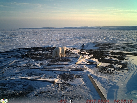 «Роснефть» инвестирует в программу сохранения биоразнообразия Арктики
