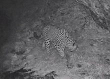 В заповеднике в Армении на видео попал редкий переднеазиатский леопард