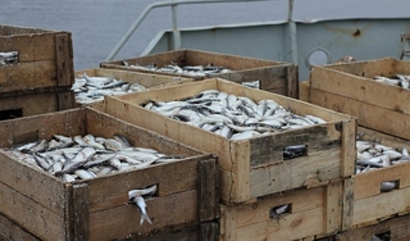 Около двухсот тонн рыбы добыло новопортовское предприятие
