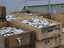 Около двухсот тонн рыбы добыло новопортовское предприятие