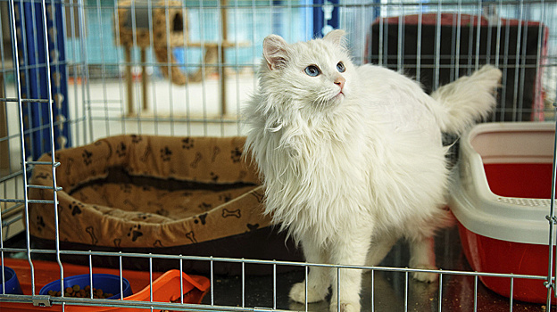 На Ямале более 20 питомцев обрели дом в рамках акции «Мой кот»