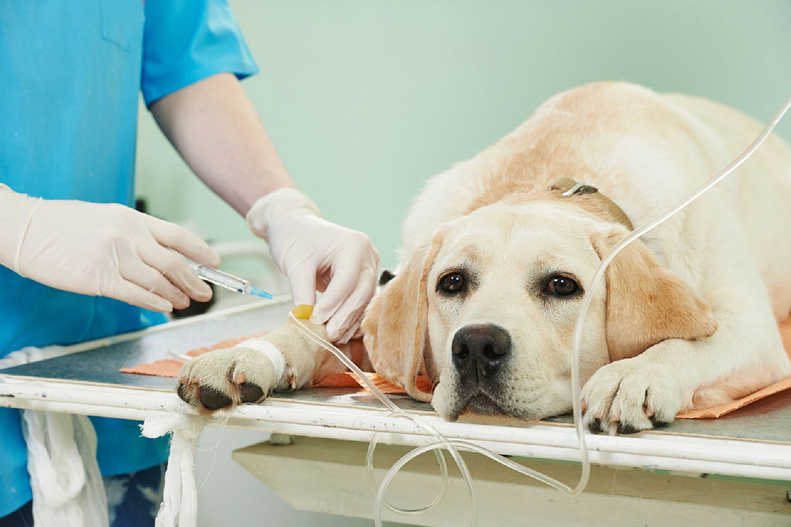 За месяц электронной записью к ветеринарному врачу воспользовались более 1200 владельцев животных