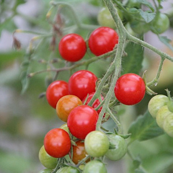 Секреты и хитрости выращивания урожайных томатов в горшках