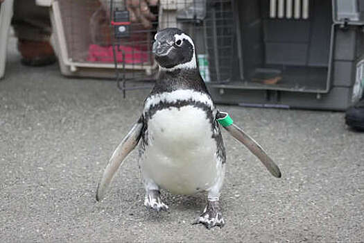 В США пингвину из зоопарка прописали ортопедическую обувь