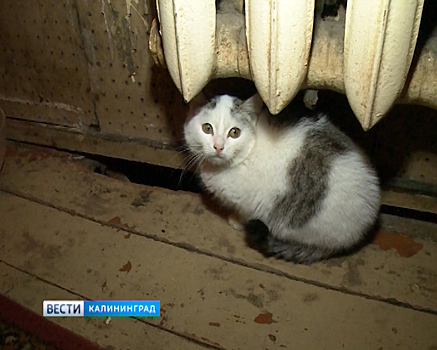 В Московском районе Калининграда жители одного из домов замерзают без отопления