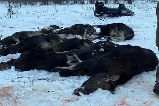 Под Ярославлем во время «коллективной охоты» были расстреляны 20 лосей