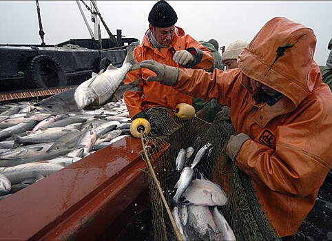 Рынок в тупике: Россия наловила рыбы и не знает куда деть