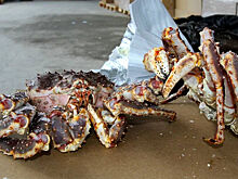 В США рассказали о связи крабового кризиса с антироссийскими санкциями