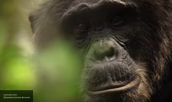 Ученые назвали самых близких к человеку обезьян