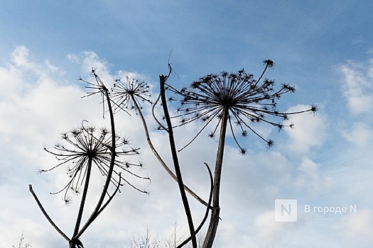 В Нижегородской области могут усилить меры по борьбе с борщевиком