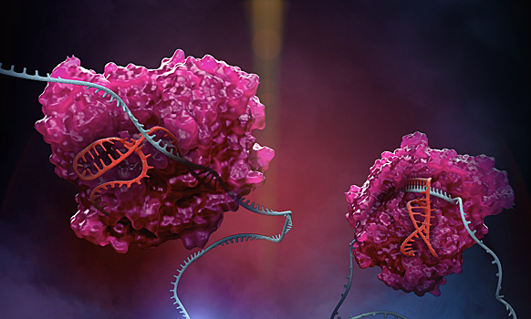 CRISPR/Cas13 запрограммировали на уничтожение человеческих вирусов