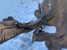 В Шадринске вандалы повредили один из символов города