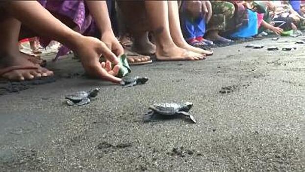 В Индонезии зелёная морская черепаха получила право на жизнь