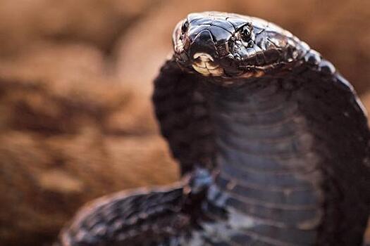 В Австралии устроили конкурс на имя для змеи