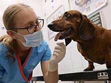 Сложные операции и быстрые решения: в комитете ветеринарии собрали истории ветврачей