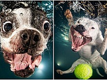 Забавный фотопроект «Собаки под водой»: смешные питомцы вызывают улыбку и поднимают настроение