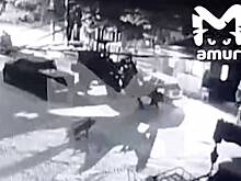 В российском городе заметили гуляющего по улицам тигра и сняли на видео