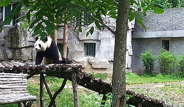 Четыре туриста забросали камнями панду в китайском заповеднике