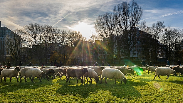 Десятки овец вломились в супермаркет и разгромили отдел напитков