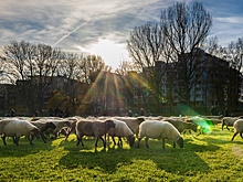Десятки овец вломились в супермаркет и разгромили отдел напитков