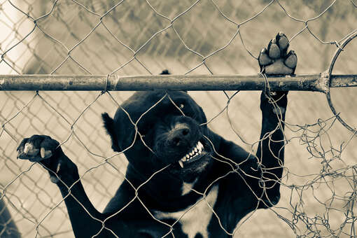 В Омске стая бездомных собак набросилась на ребенка