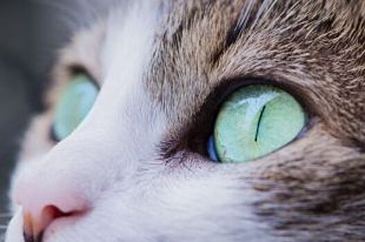Кому отольются кошкины слёзки? На отлов животных Челябинску выделили 23 млн