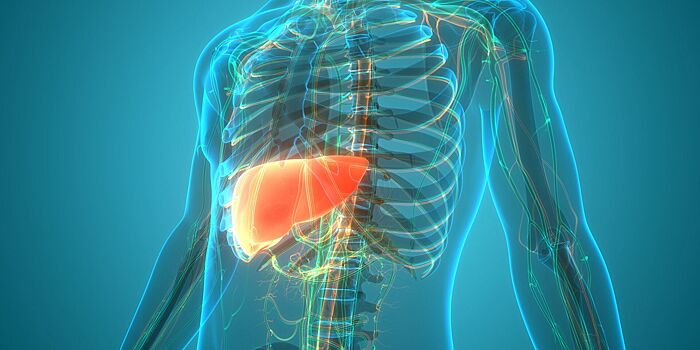 Учёные нашли плюс у жирной печени