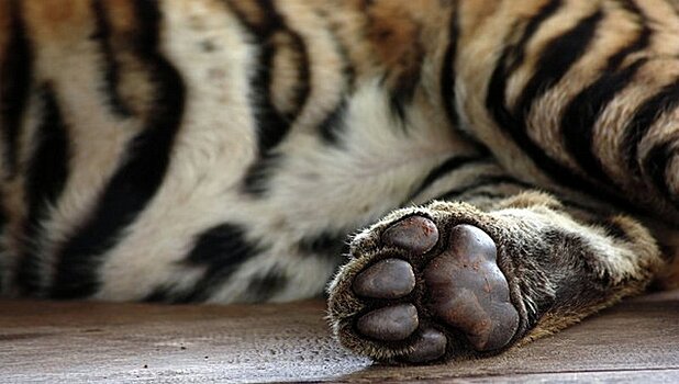 Найденный в Приморье истощенный тигренок умер