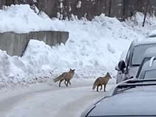 Пара гуляющих по московскому району Куркино лис попала на видео
