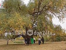 Белокалитвинскую &laquo;бабушку Иву&raquo; оздоровят