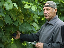 Станет ли северный виноград новым тульским брендом